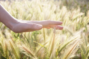 Hand stroking some ears of wheat
